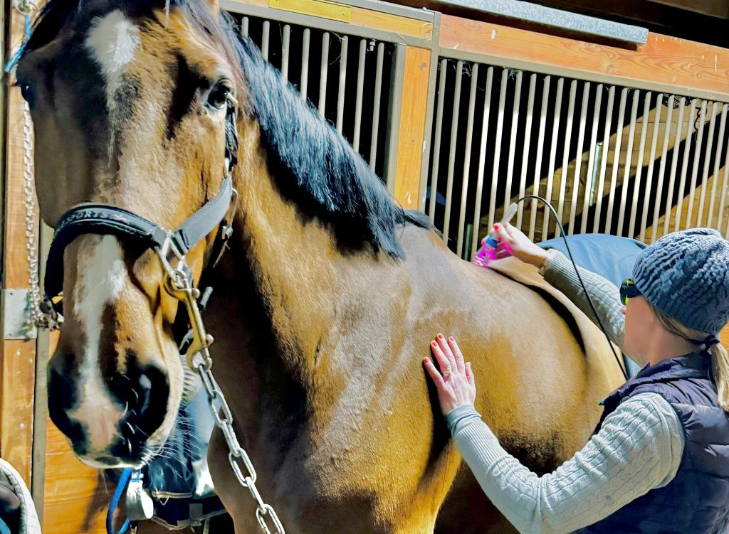 REMY Equine Treatment